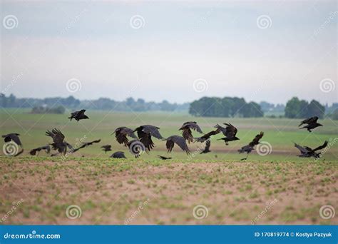 Flock of Ravens Flies Across the Field Stock Photo - Image of cutout ...