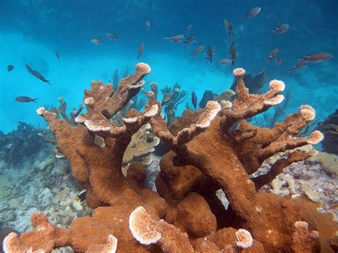 Snorkeling Looe Key Reef - It's Deep But Has Big Fish