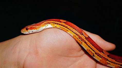 Corn Snake Care Sheet - MyPetReptiles