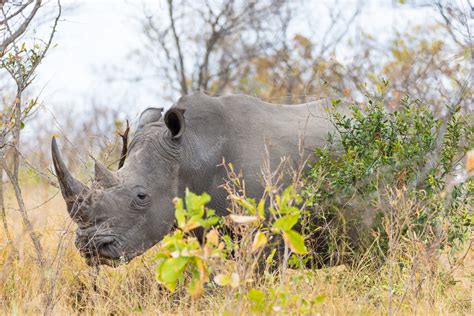 Premium Photo | White Rhino close up and portrait with details of the horns