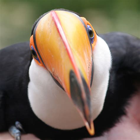 File:Toco toucan-Ramphastos toco.jpg - Wikimedia Commons