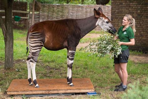 London Zoo weighs, measures all of its animals in adorable event - ABC News