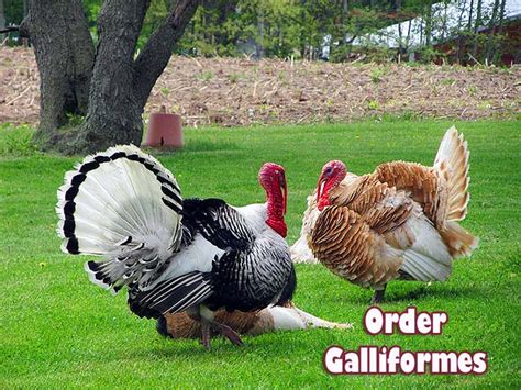 Order Galliformes | Chickens and Turkeys Characteristics | Species