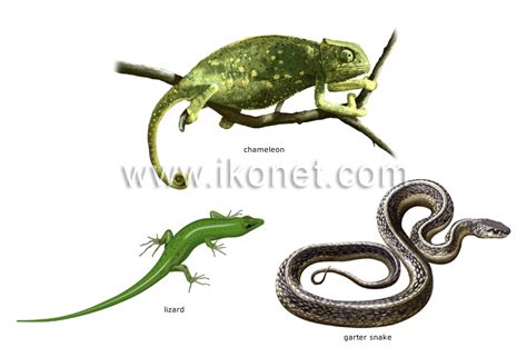 animal kingdom > reptiles > examples of reptiles image - Visual Dictionary