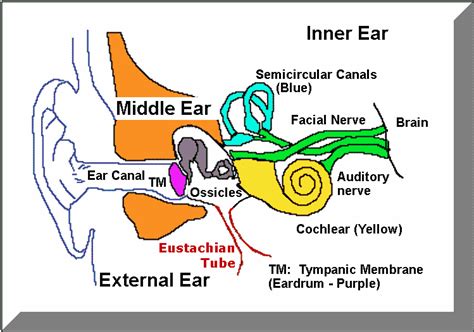 Temporal Bone and Ear Anatomy - Kevin Kavanagh MD