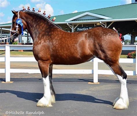 dappled bay clydesdale mare | Clydesdale horses, Horses, Beautiful horses