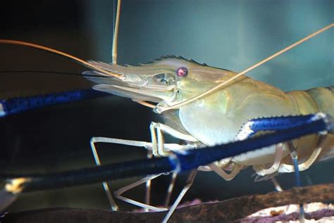 Giant Freshwater Prawn l Amazing Arthropod - Our Breathing Planet