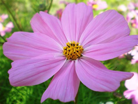 Cosmos | Annuals, Perennials, Wildflowers | Britannica