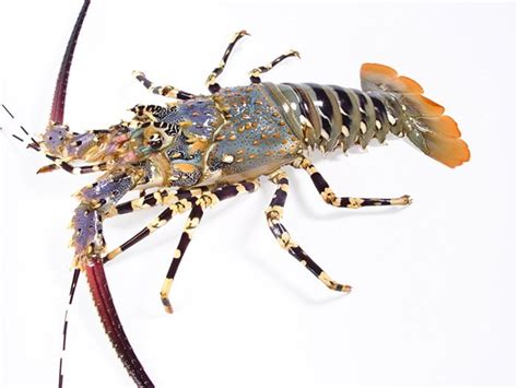 Live Flower Lobster (Panulirus Ornatus),Hong Kong price supplier - 21food