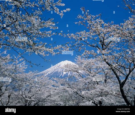 Mt.Fuji And Cherry Blossoms Stock Photo - Alamy