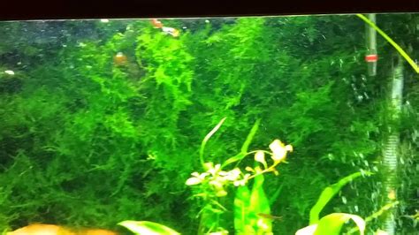 55 Planted Aquarium With Moss Wall Overview - YouTube