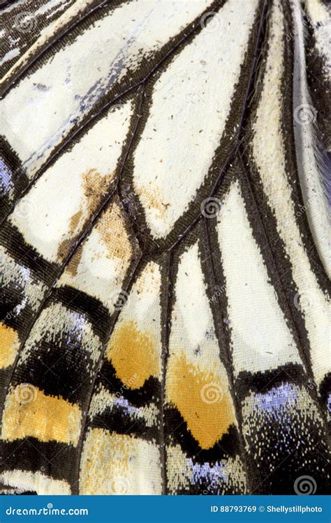 Close Up of Butterfly Wings Stock Image - Image of lepidoptera, insect ...