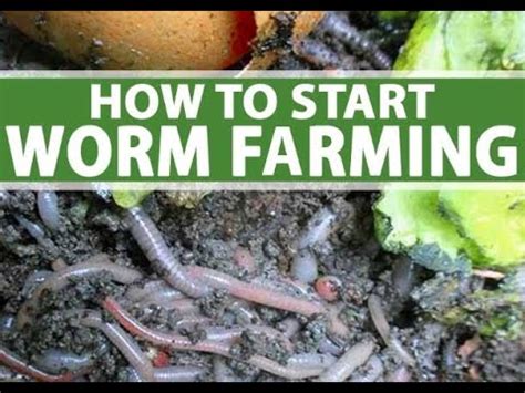 Red worm farming guide for organic farmers - Part 1 - YouTube