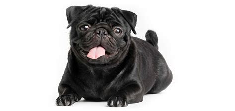 Black Pug Fascinating Facts and Important Information