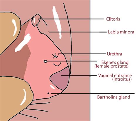 Bartholin Gland Diagram