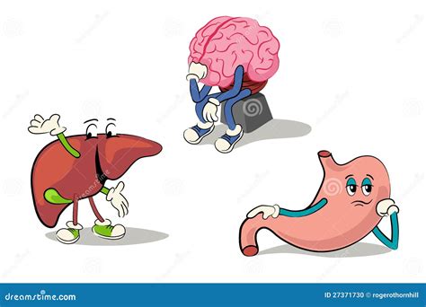 Internal Organs In Female Body Vector Illustration | CartoonDealer.com #215276726