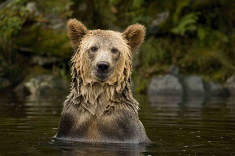 Canadian Wildlife Photography Of The Year 2021 - Wildlife Aestetic 2021