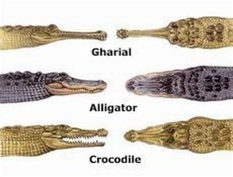 Difference Between Crocodile Caiman Alligator