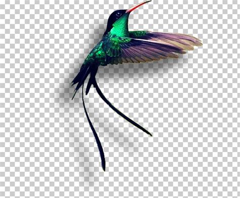 Jamaica Red-billed Streamertail Hummingbird Birdwatching PNG, Clipart ...