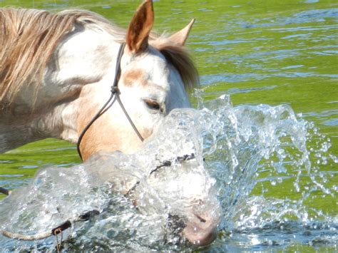 Playing in Water - Horse zack. Photo taken in Squamish BC. Mamquam ...