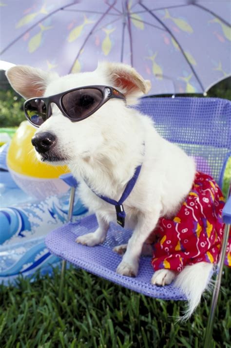 20 Animals That Are Totally Ready For Summer