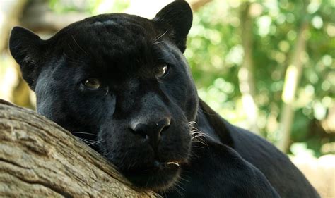 Black Panthers, Animal Jaguar, Panther Leopard, Black Panther Art, Jaguar Leopard, Tier ...