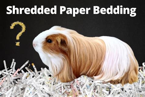 Can You Use Shredded Paper For Guinea Pig Bedding?