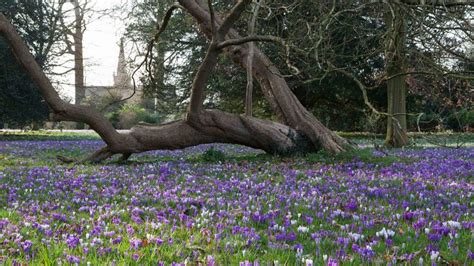 Visiting the garden at Lacock | Wiltshire | National Trust