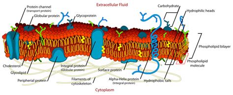 Cell membrane - wikidoc