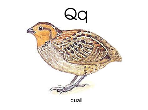 Q is for quail by Brian-Draney on DeviantArt