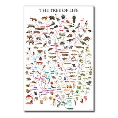 Tree of life chart -Cladistics - Think Education Supplies