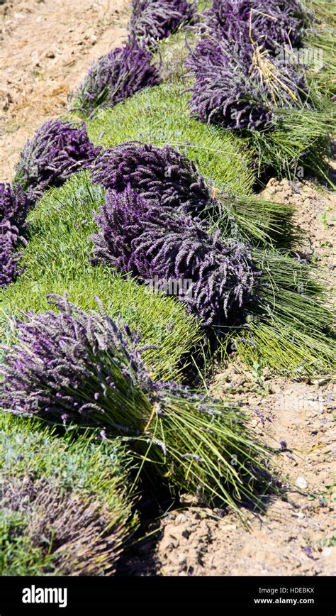 Lavender harvest in Provence Stock Photo - Alamy