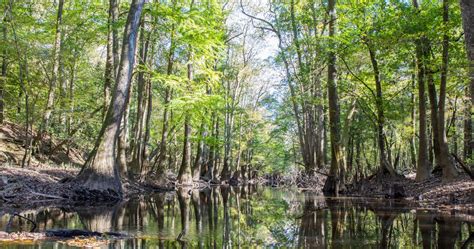 congaree national park Archives – Earth Trekkers