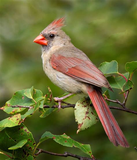 Beautiful female Northern Cardinal | Beautiful birds, Bird pictures ...