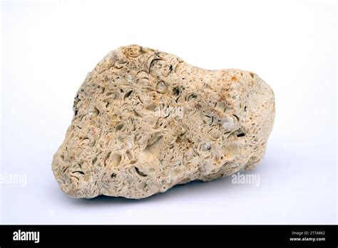 Coquina is kind of fossiliferous limestone. Limestone is a carbonate sedimentary rock. This ...