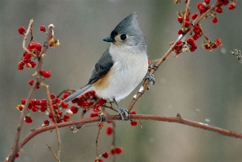 Bird Watching in Wisconsin | The Nature Conservancy