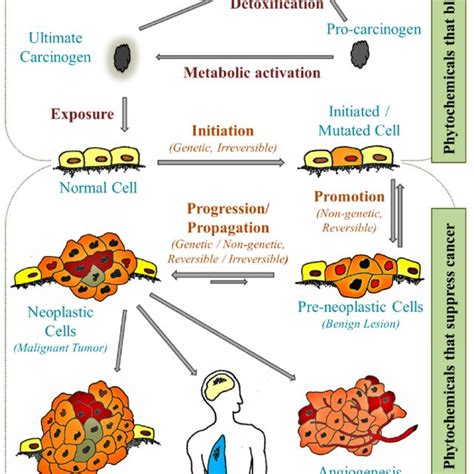 Protective health benefits of lignans. Lignans are polyphenolic ...