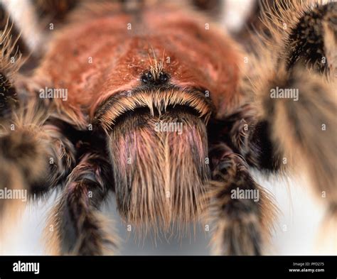 Tarantula, Tarantulas, Theraphosidae, detail of hairy head with small shiny black eyes and sharp ...