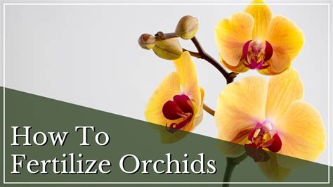 How to Fertilize Orchids | Fertilizing Orchids | Orchid Care | How to ...