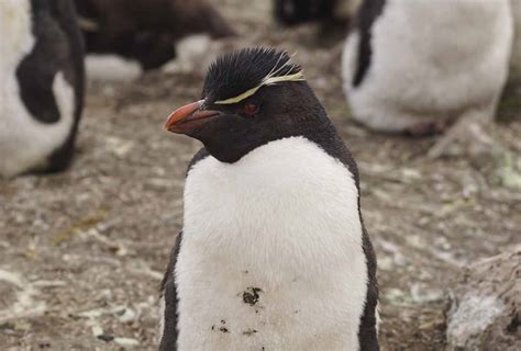 Falkland Islands Wildlife Guide - The Crowded Planet