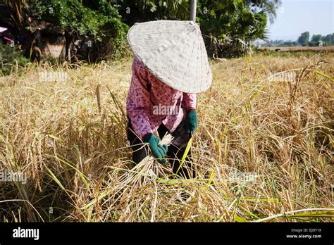 Harvest time in Cambodia, Asia. Rice field Stock Photo - Alamy