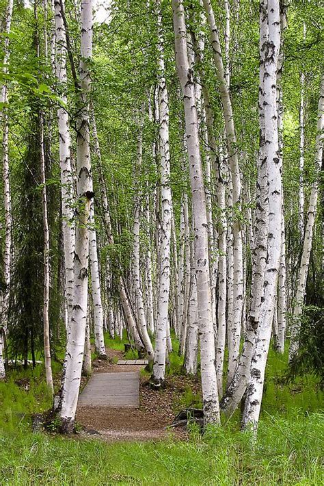 White Birch Path IMG_2219 | White birch trees, Fairbanks alaska, Alaska ...