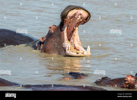 Hippo showing teeth hi-res stock photography and images - Alamy