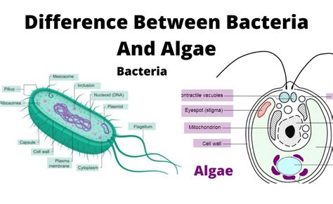 Difference Between Bacteria And Algae