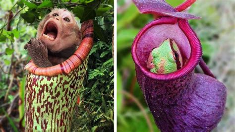 Carnivorous Plants Eating Animals