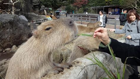 Izu Shaboten Park's Capybara Onsen | Izu, Japan travel, Capybara