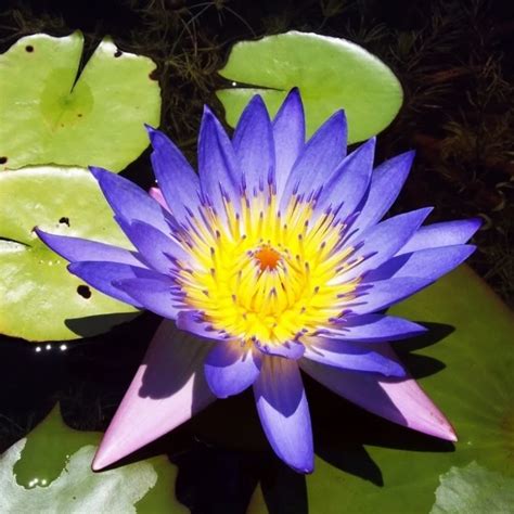 5 BLUE LOTUS Nymphaea Caerulea Asian Water Lily Pad Flower Pond-in Bonsai from Home & Garden on ...