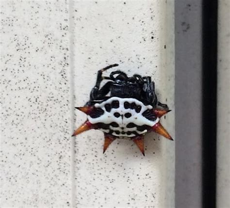 Skull face spider - Gasteracantha cancriformis - BugGuide.Net