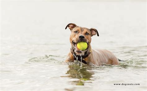 Dog Friendly Beaches Near Me - United Kingdom