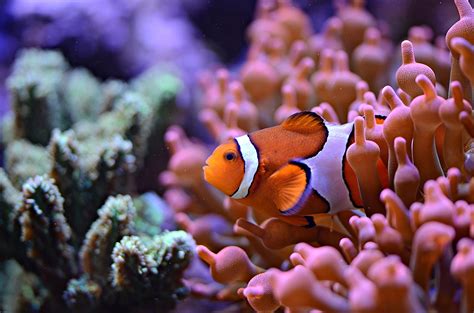 Ocellaris vs Percula | Which is the clownfish for you? | Maryland ...